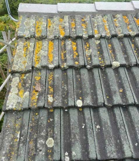Roof covered in moss and lichen before treatment